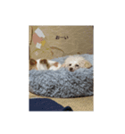 サクラヽ(*´∀｀)ノ（個別スタンプ：5）