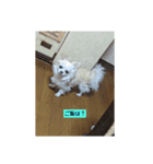 サクラヽ(*´∀｀)ノ（個別スタンプ：7）