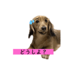 かわいいかわいいどうぶ2（個別スタンプ：7）