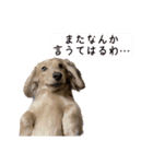 かわいいかわいいどうぶ2（個別スタンプ：9）