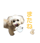 毎日みるくちゃん②（個別スタンプ：11）