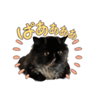 ここあとくろえ③（個別スタンプ：13）