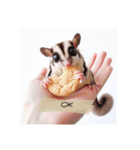 SugarGlider フクロモモンガ（個別スタンプ：4）