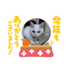 季節愛猫スタンプ➀（個別スタンプ：7）