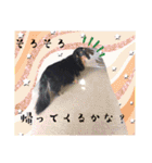 美人犬こむぎ5      そろそろ〜スタンプ（個別スタンプ：10）