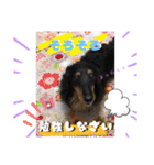 美人犬こむぎ5      そろそろ〜スタンプ（個別スタンプ：16）