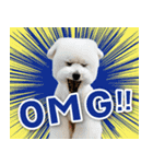 シリウス犬猫病院・公式LINEスタンプ（個別スタンプ：1）