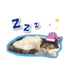シリウス犬猫病院・公式LINEスタンプ（個別スタンプ：2）