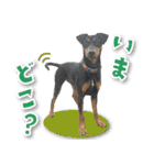 シリウス犬猫病院・公式LINEスタンプ（個別スタンプ：3）