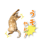 シリウス犬猫病院・公式LINEスタンプ（個別スタンプ：4）