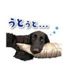 シリウス犬猫病院・公式LINEスタンプ（個別スタンプ：5）