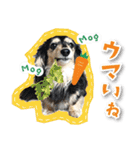 シリウス犬猫病院・公式LINEスタンプ（個別スタンプ：6）