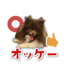 シリウス犬猫病院・公式LINEスタンプ（個別スタンプ：7）