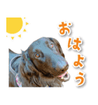 シリウス犬猫病院・公式LINEスタンプ（個別スタンプ：8）