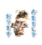 シリウス犬猫病院・公式LINEスタンプ（個別スタンプ：9）