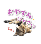 シリウス犬猫病院・公式LINEスタンプ（個別スタンプ：11）