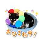 シリウス犬猫病院・公式LINEスタンプ（個別スタンプ：12）