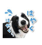 シリウス犬猫病院・公式LINEスタンプ（個別スタンプ：13）