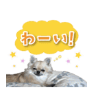 シリウス犬猫病院・公式LINEスタンプ（個別スタンプ：14）