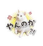 シリウス犬猫病院・公式LINEスタンプ（個別スタンプ：15）