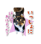 シリウス犬猫病院・公式LINEスタンプ（個別スタンプ：16）
