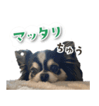 シリウス犬猫病院・公式LINEスタンプ（個別スタンプ：18）