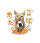 シリウス犬猫病院・公式LINEスタンプ（個別スタンプ：19）