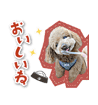 シリウス犬猫病院・公式LINEスタンプ（個別スタンプ：20）