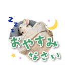 シリウス犬猫病院・公式LINEスタンプ（個別スタンプ：21）