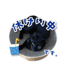 シリウス犬猫病院・公式LINEスタンプ（個別スタンプ：22）
