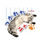 シリウス犬猫病院・公式LINEスタンプ（個別スタンプ：23）