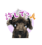 シリウス犬猫病院・公式LINEスタンプ（個別スタンプ：24）