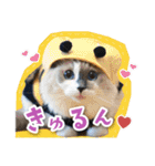 シリウス犬猫病院・公式LINEスタンプ（個別スタンプ：25）