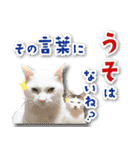 シリウス犬猫病院・公式LINEスタンプ（個別スタンプ：27）