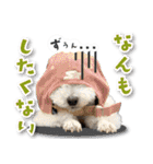 シリウス犬猫病院・公式LINEスタンプ（個別スタンプ：28）