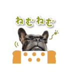 シリウス犬猫病院・公式LINEスタンプ（個別スタンプ：30）