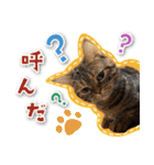 シリウス犬猫病院・公式LINEスタンプ（個別スタンプ：31）