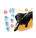 シリウス犬猫病院・公式LINEスタンプ（個別スタンプ：32）