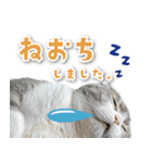 シリウス犬猫病院・公式LINEスタンプ（個別スタンプ：34）