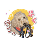 シリウス犬猫病院・公式LINEスタンプ（個別スタンプ：35）
