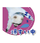 シリウス犬猫病院・公式LINEスタンプ（個別スタンプ：36）