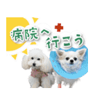 シリウス犬猫病院・公式LINEスタンプ（個別スタンプ：37）