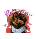 シリウス犬猫病院・公式LINEスタンプ（個別スタンプ：38）