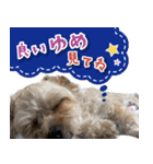 シリウス犬猫病院・公式LINEスタンプ（個別スタンプ：39）