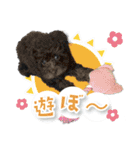シリウス犬猫病院・公式LINEスタンプ（個別スタンプ：40）