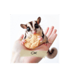 SugarGlider フクロモモンガ スタンプ（個別スタンプ：6）