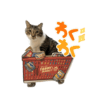 ☆毛玉達☆（個別スタンプ：40）