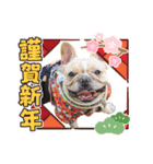 愛犬フレブルはなちゃん3（個別スタンプ：1）