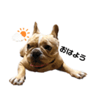 愛犬フレブルはなちゃん3（個別スタンプ：3）