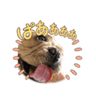 愛犬フレブルはなちゃん3（個別スタンプ：5）